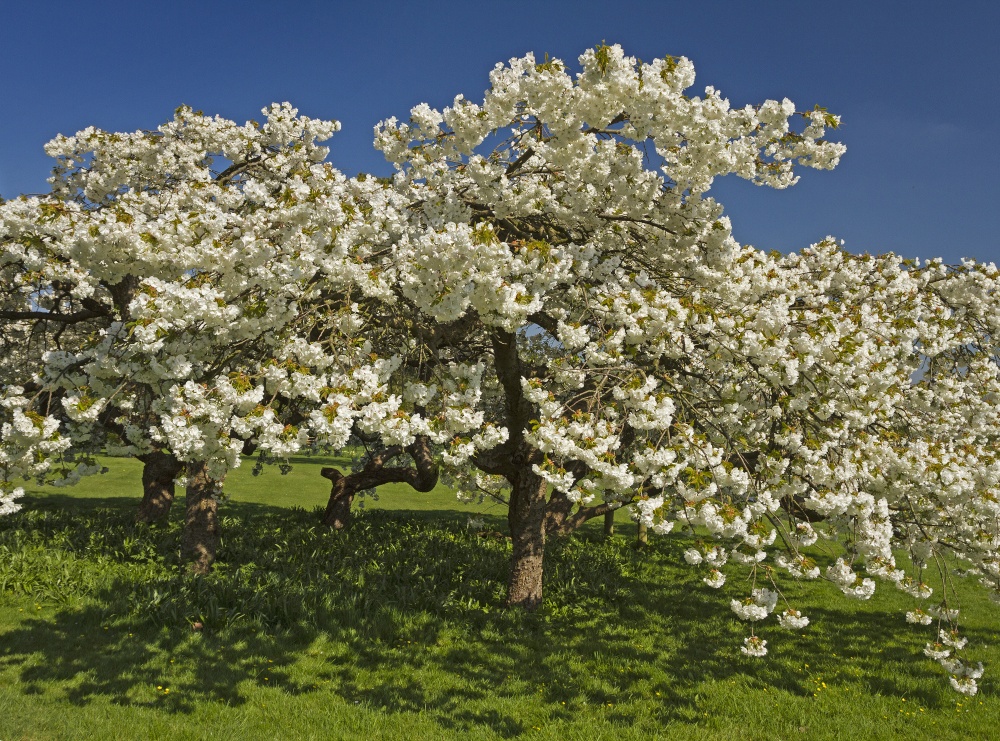 Goldsborough, North Yorkshire