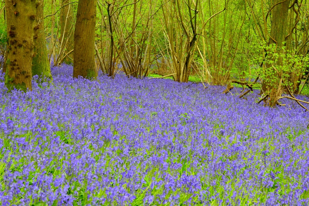 Bluebell Wood