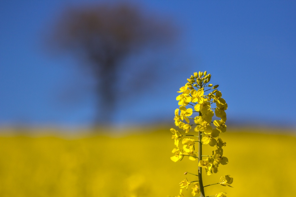 Galley Common fields