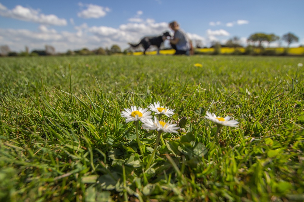 Galley Common fields
