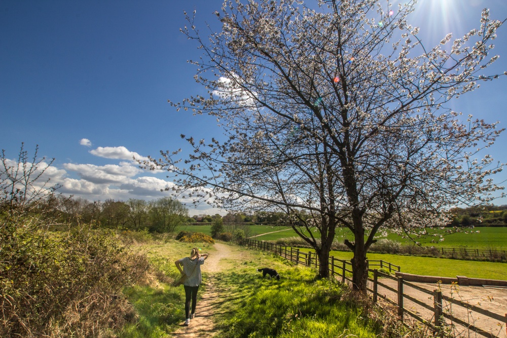 Galley Common fields
