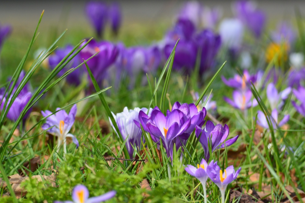 Croci on Bilton Green
