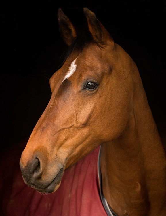 Equine Beauty, Tidenham.