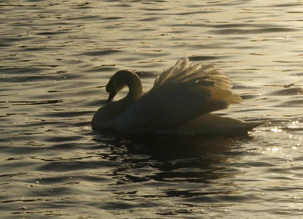 Swan on The Nene in Peterborough