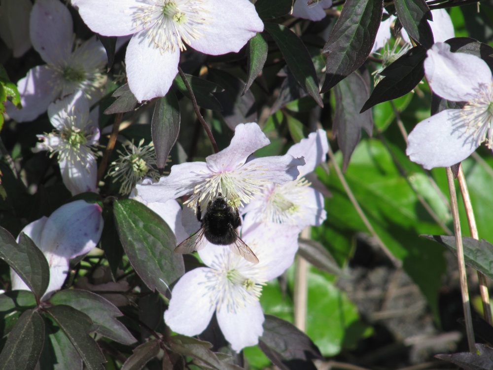 Photograph of A Bee Collecting Honey at The Wyvill Arms near Leyburn