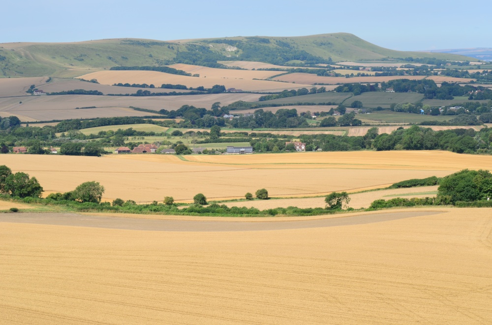 Photograph of Harvest time  Wilmington