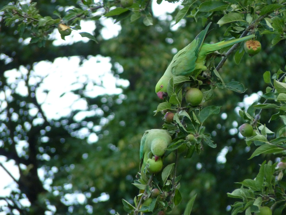 Photograph of Green Parakeets, Bracknell