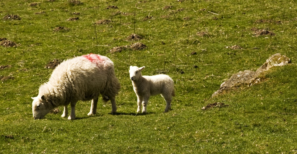Mother and child Low Sweden Coppice