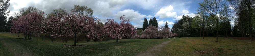 Virginia Water, Cherry Blossom