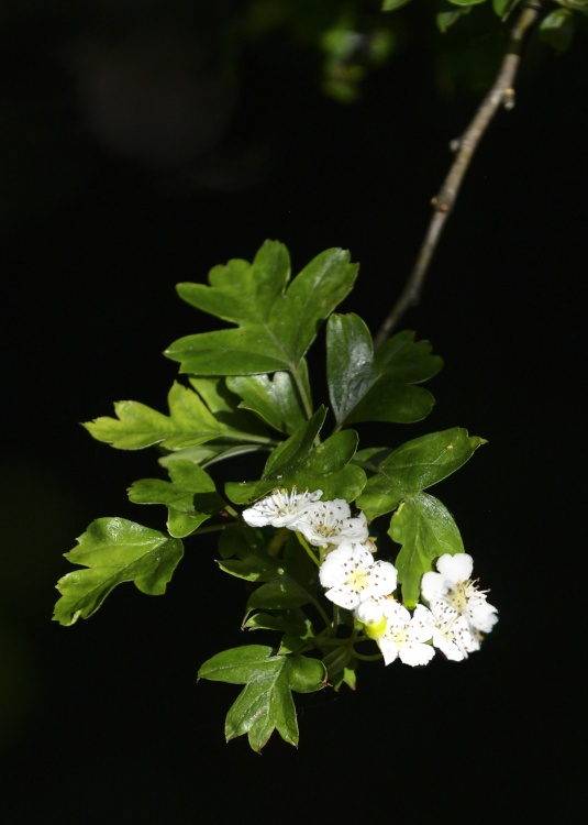 May Blossom, Shirenewton.
