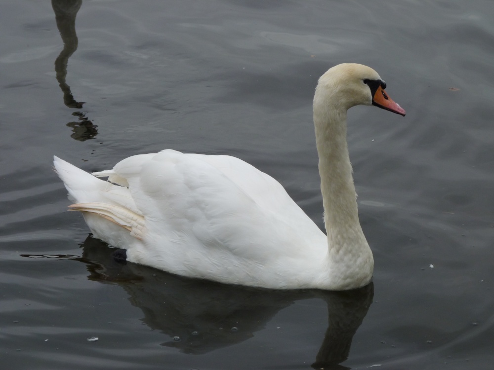 Swan on River Thames, Windsor