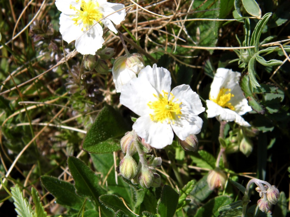 Wild rock rose at Berry Head nature reserve.