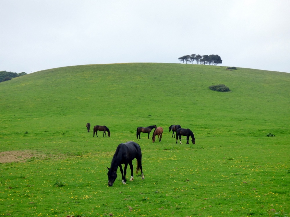 Photograph of Chideock
