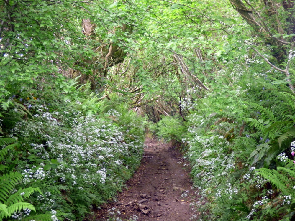 Photograph of Chideock