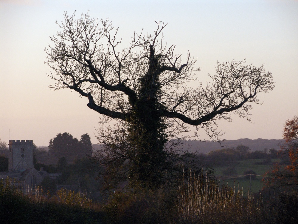 Photograph of Bare Oak Tree