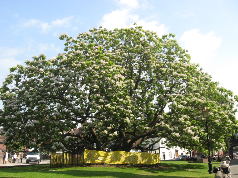 Catalpa tree in full bloom outside Rochester Cathedral.