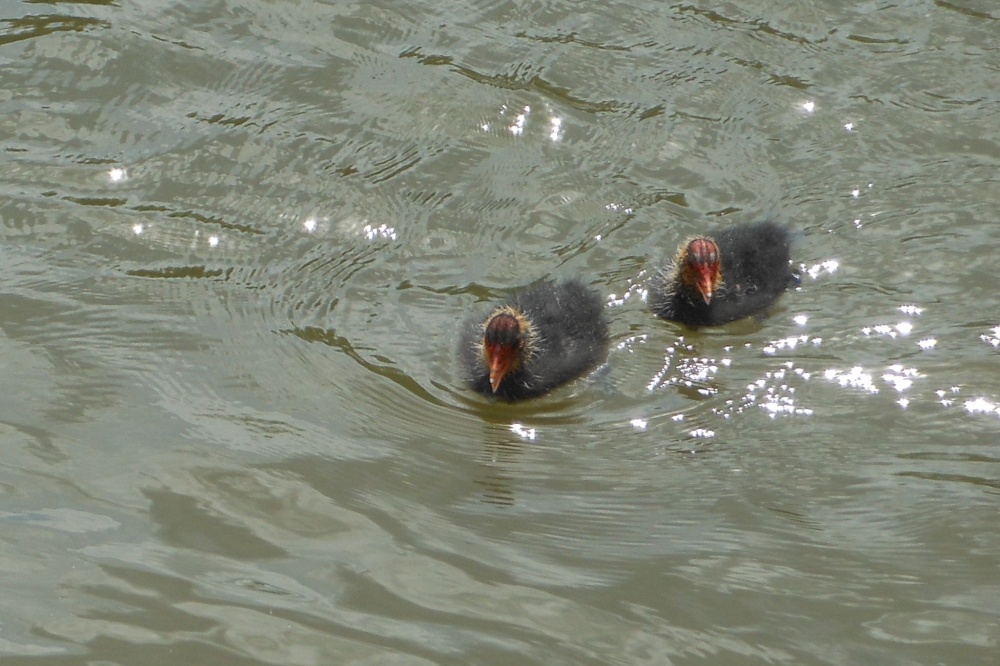 Ducks in the River Avon, Stratford-upon-Avon, Warwickshire