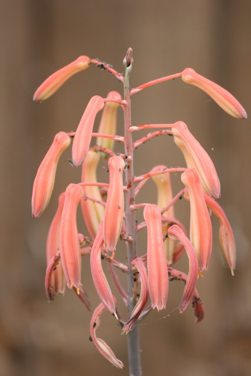 Aloe Aloe, What's All This Then?
