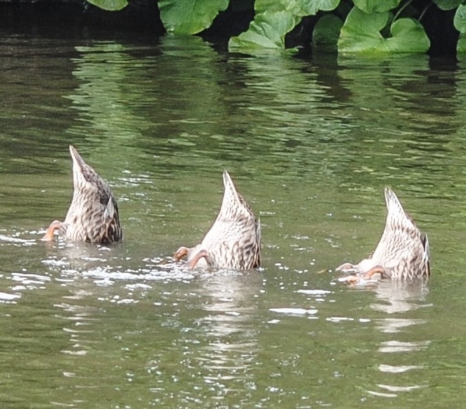 Bottoms up Hyde hall, Chelmsford essex
