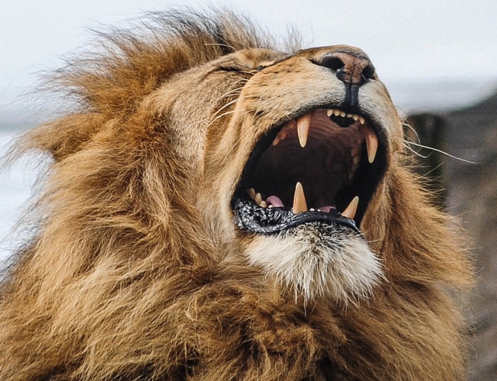 Like to be heard photo by Dave Fox