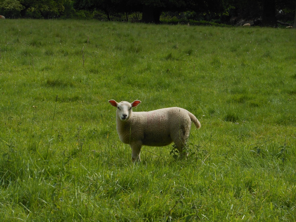Sheep near Pitsford Reservoir, Pitsford, Northamptonshire