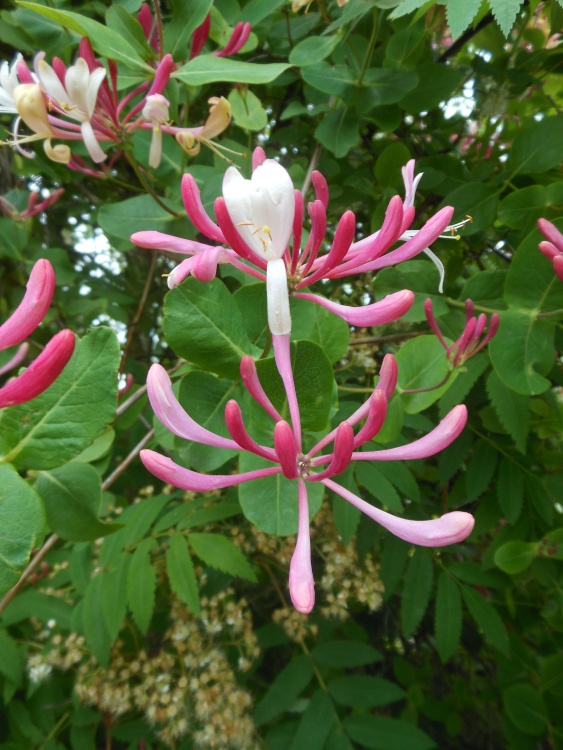 Gardens at Brixworth Country Park, Coton, Northamptonshire