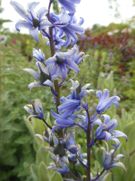 Gardens at Brixworth Country Park, Coton, Northamptonshire