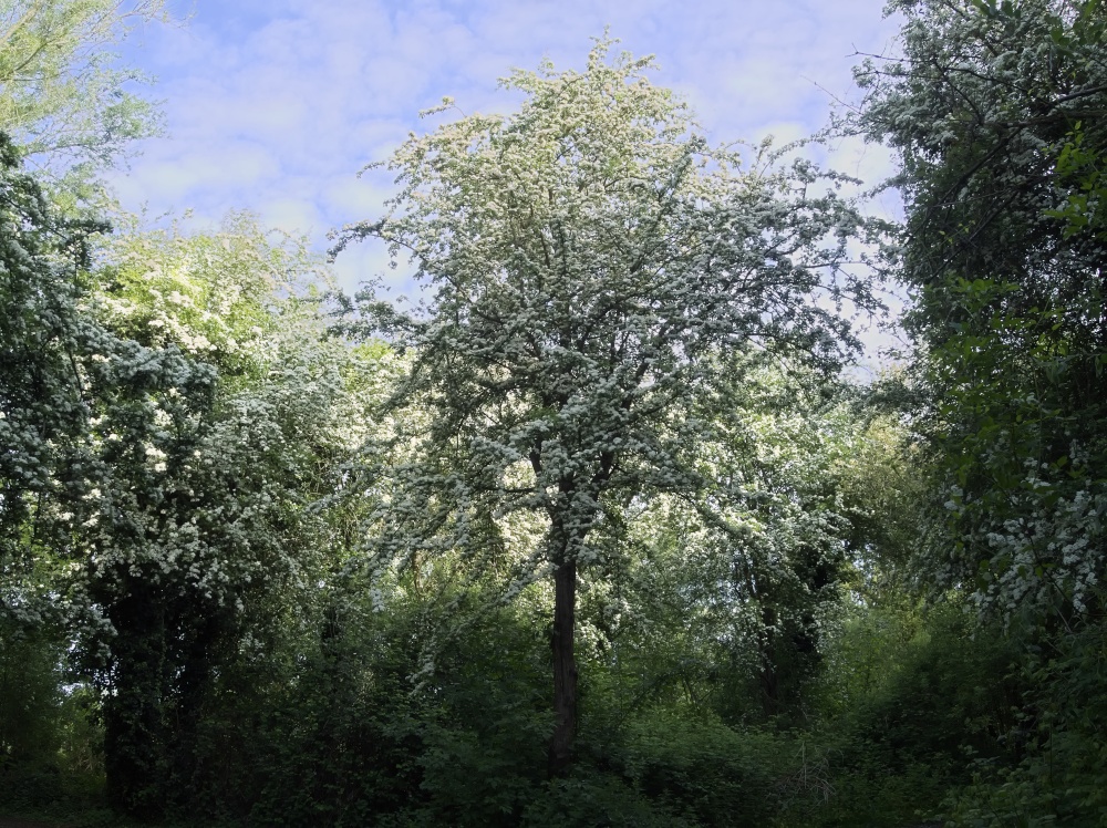 Photograph of Hawthorn Blossom in Milton Country Park