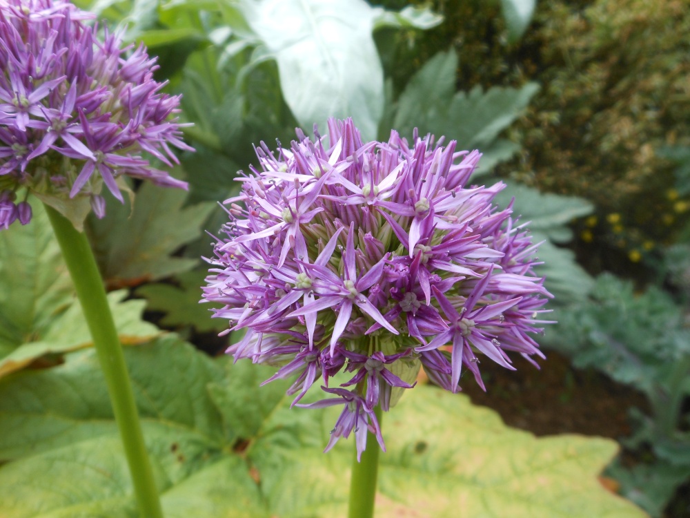 Gardens at Brixworth Country Park, Coton, Northamptonshire