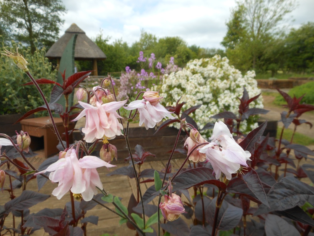 Gardens at Brixworth Country Park, Coton, Northamptonshire