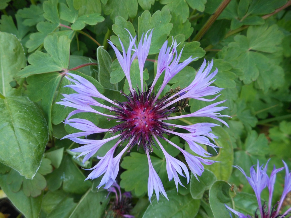 Gardens at Brixworth Country Park, Coton, Northamptonshire