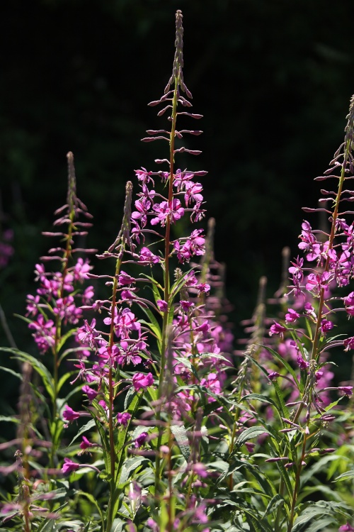 Rosebay Willow-herb growing wild at Watlington Hill