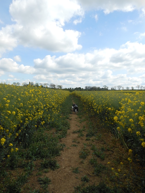 Fields around Wollaston, Northamptonshire