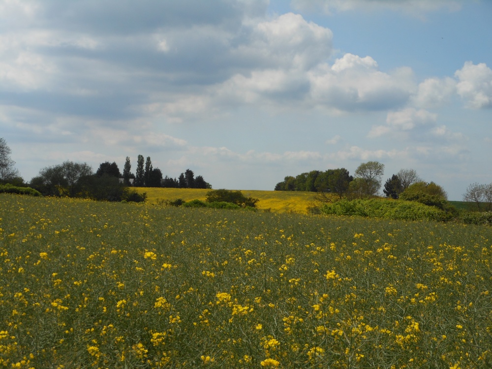 Fields around Wollaston, Northamptonshire