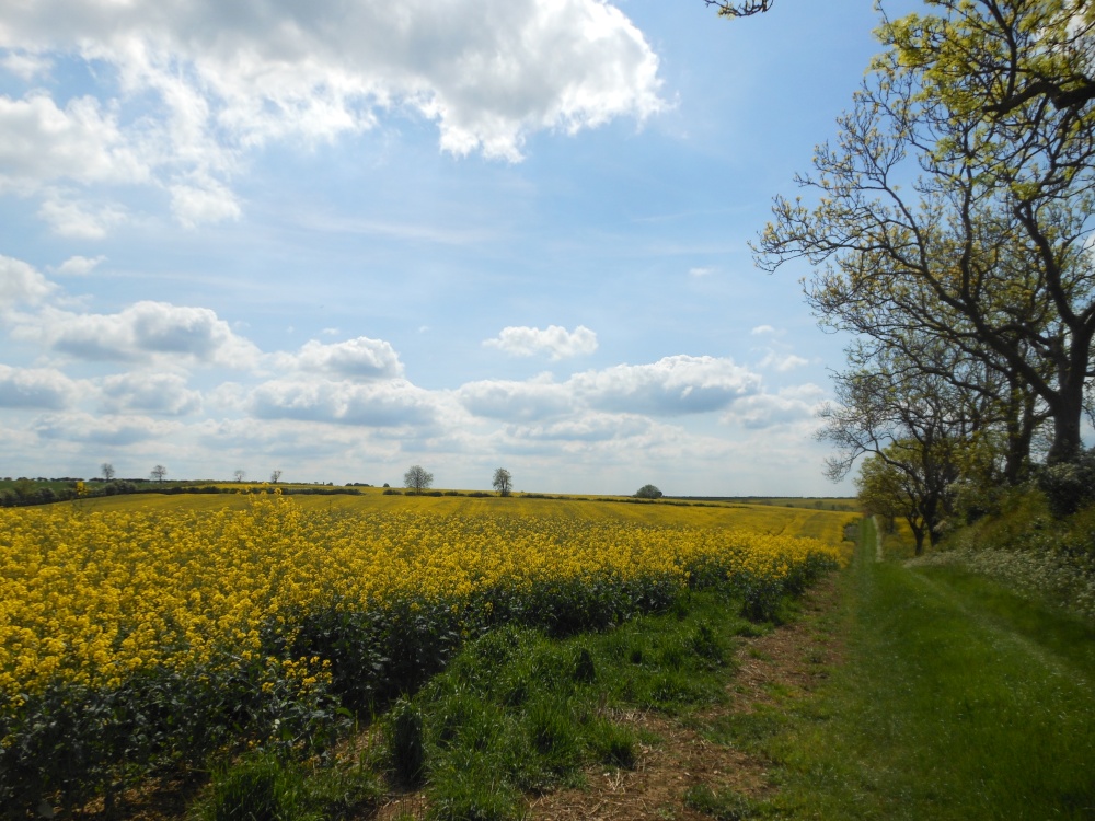 Fields around Wollaston, Northamptonshire
