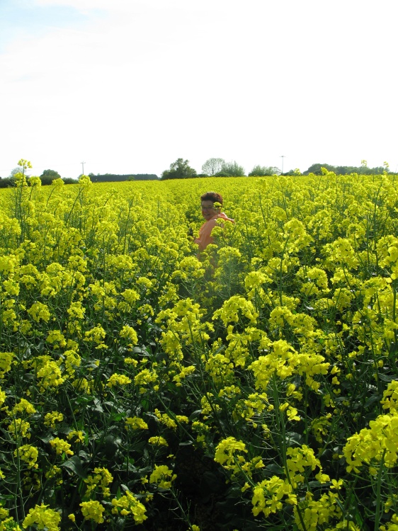 Rapeseed field near Little Oakley
