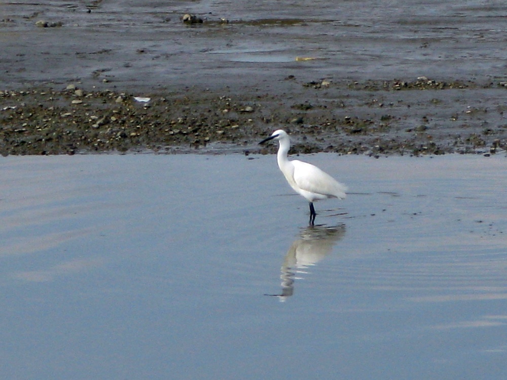 Little egret, Maldon