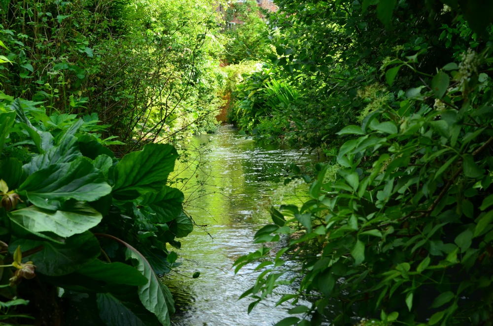 River walk  New Alresford near Winchester