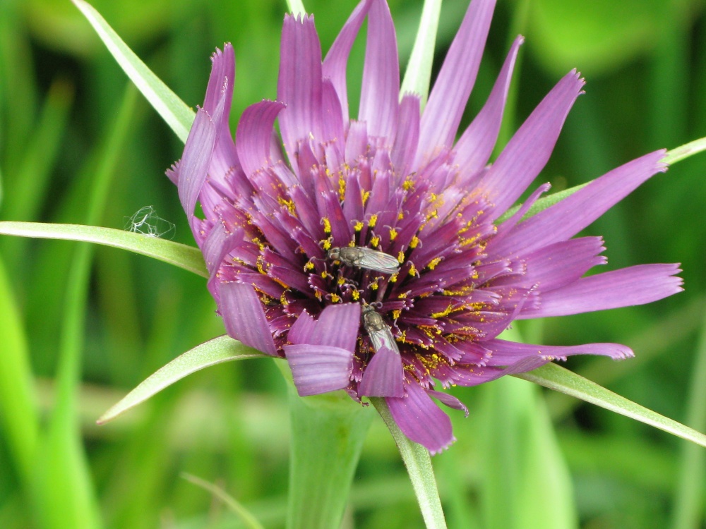 Walton Hall Marshes. Walton on the Naze