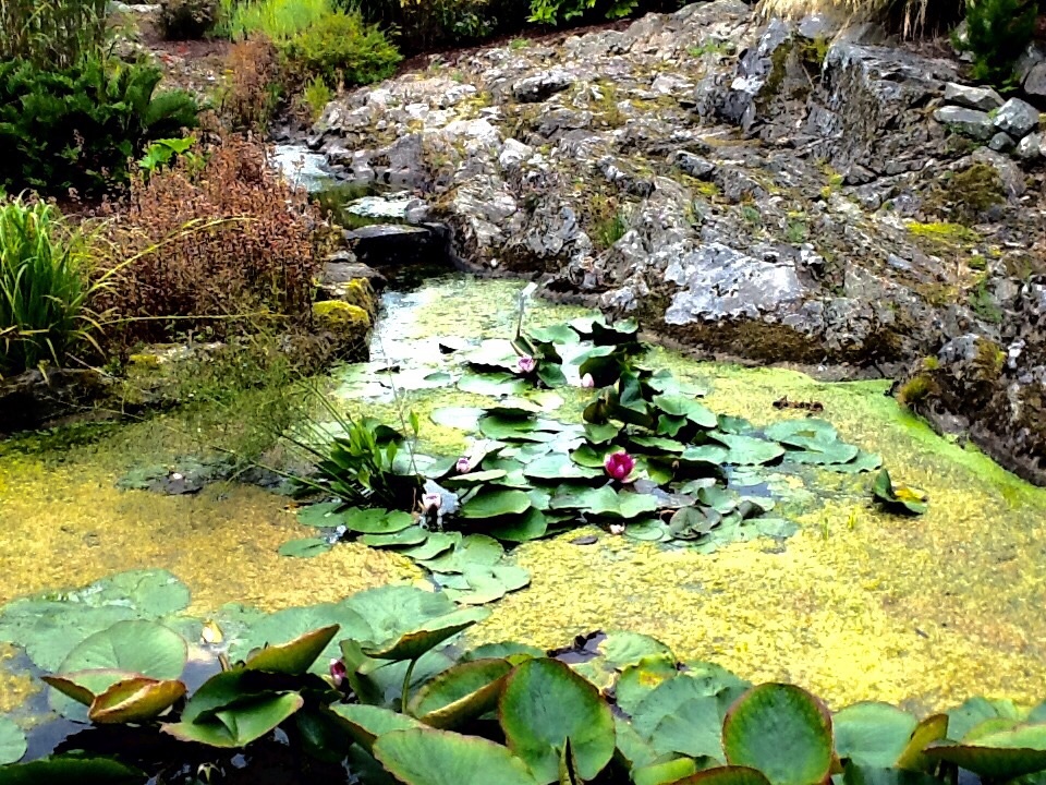 Lilly pond, Logan Botanic Gardens, Stranraer. photo by Janice Serginson