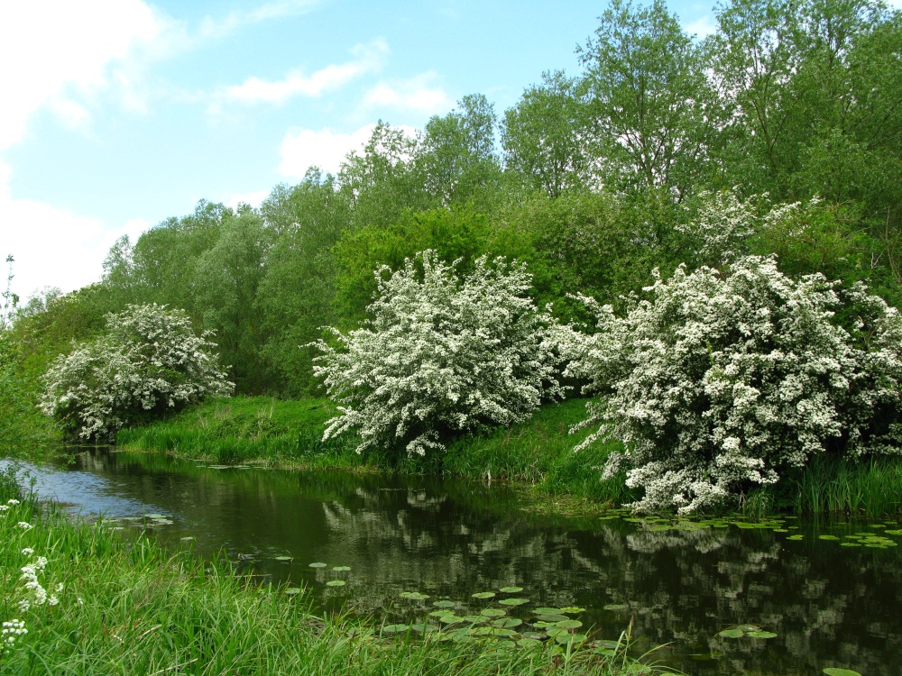 River Blackwater near Maldon