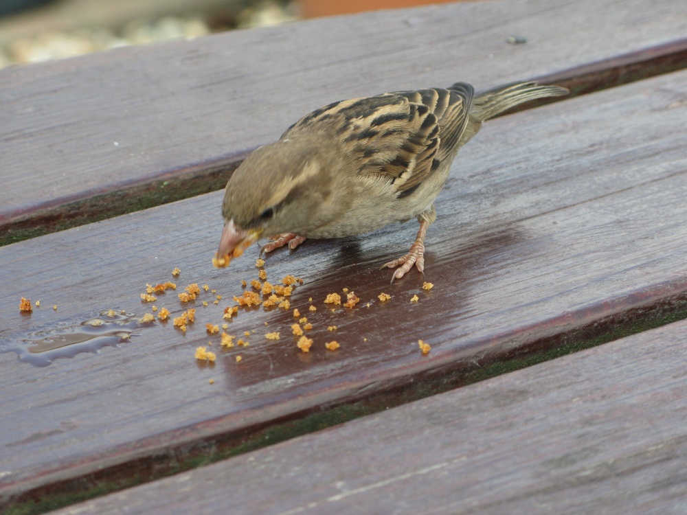 Uninvited guest, Haybridge Basin, Maldon