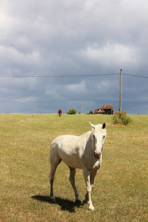 Not Shadowfax ? Maybe Not.