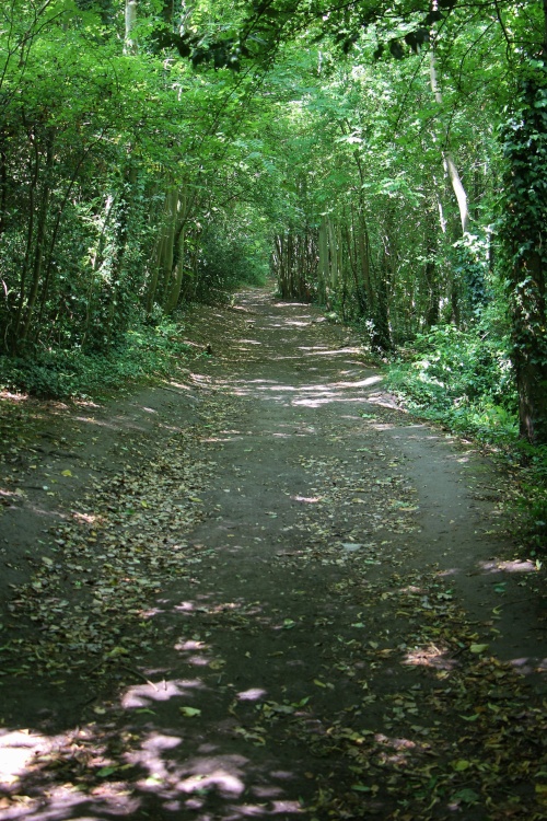 A Wander Through The Woodland