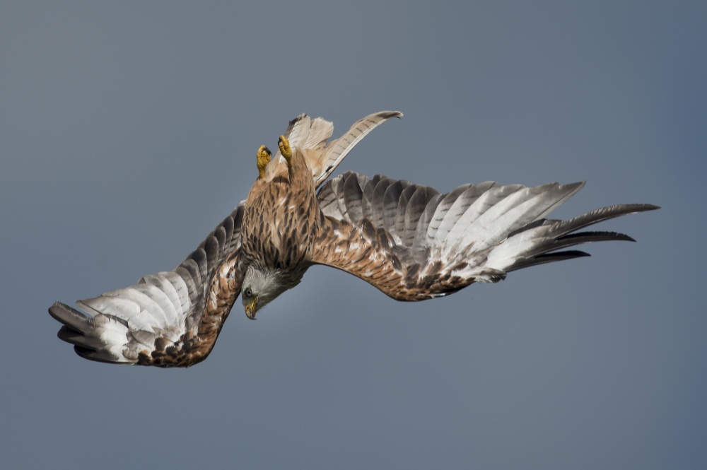 Dive...Dive...Dive, Rhayader.