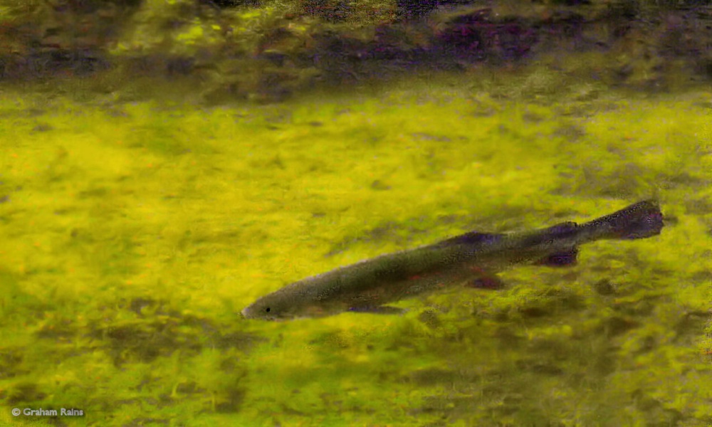 Littlebredy, Dorset.