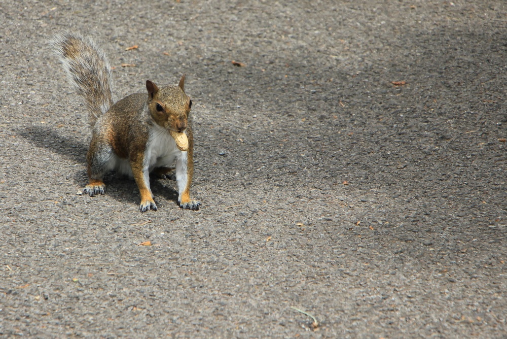 AW NUTS !!!   Got Sussed Again.