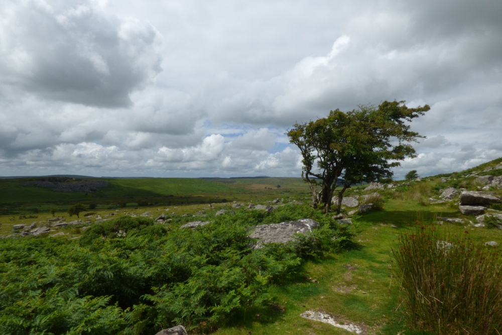 Windswept on the Moors