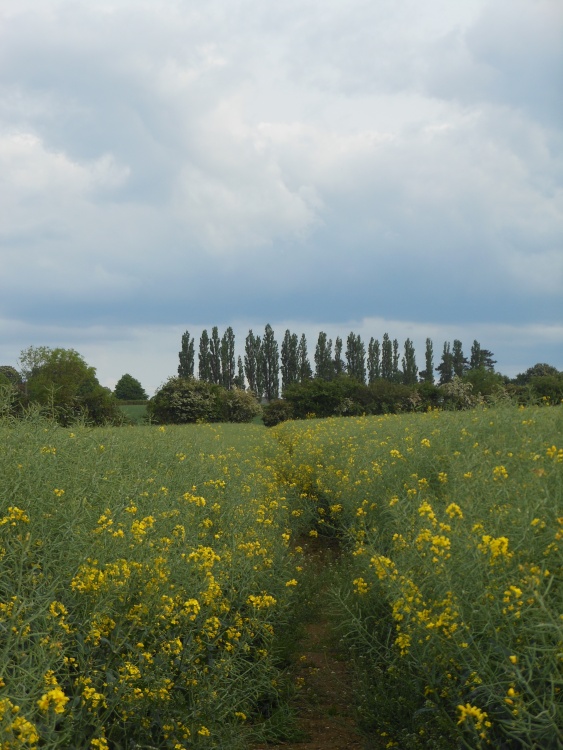 Fields around Wollaston, Northamptonshire