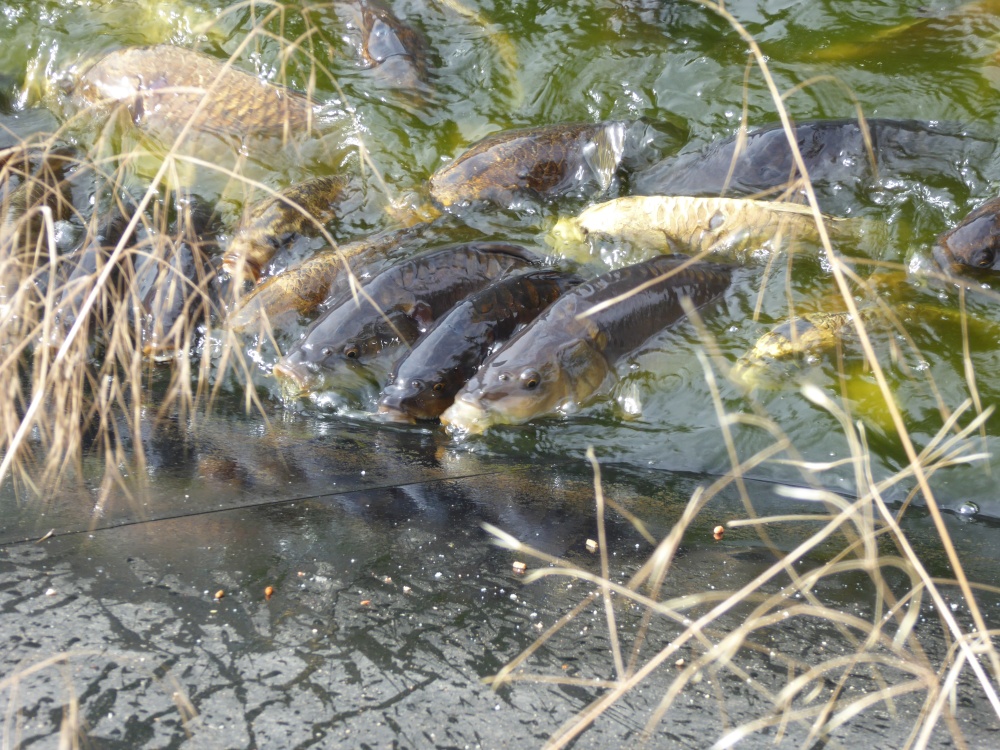 Carp Attack